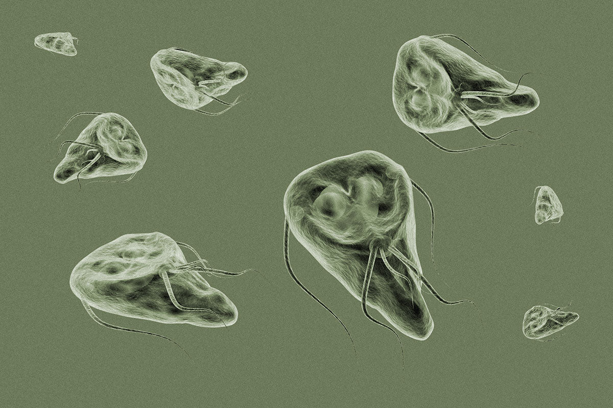 Parasiten der Art Giarda Lamblia (Lamblien)