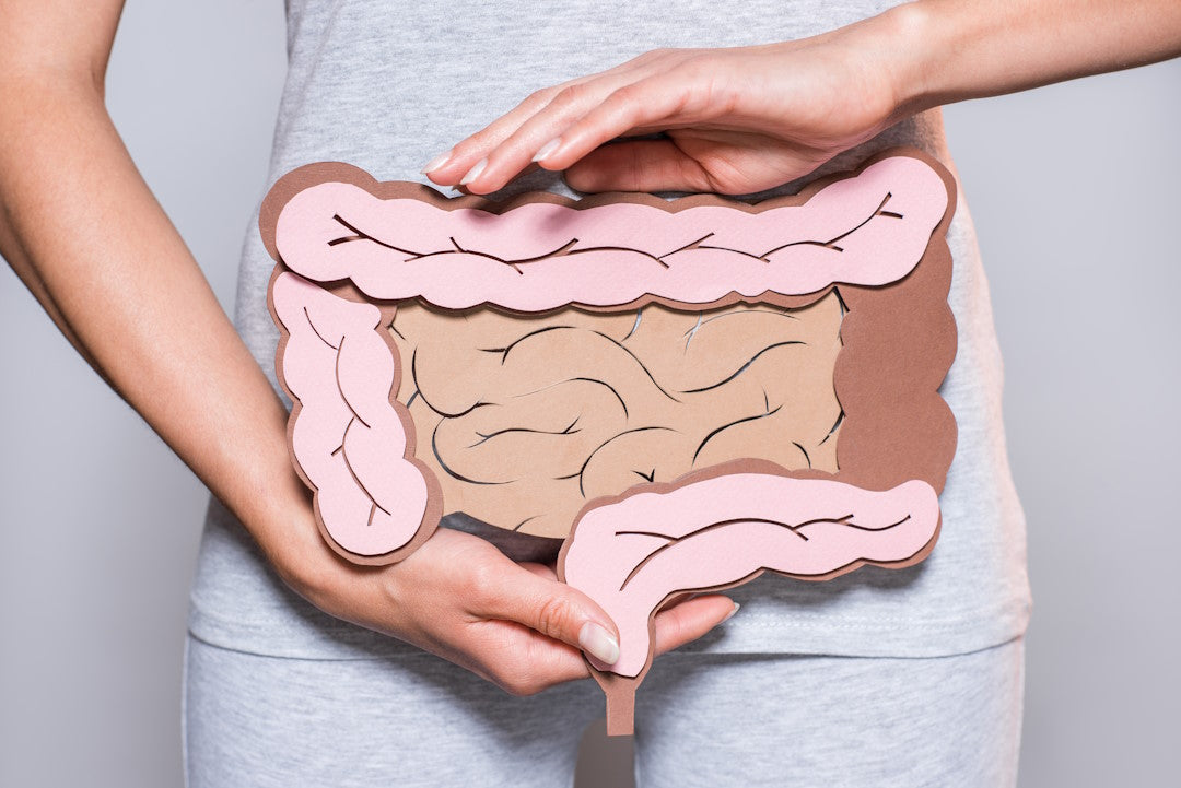 Frau hält sich Nachbildung des Dickdarms aus Papier vor den Bauch