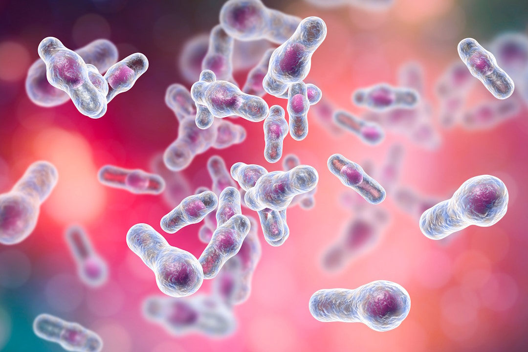 Illustration des Bakteriums Clostridium difficile, umgeben von einer schützenden Endospore