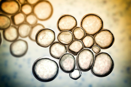 Ureaplasmen – Symptome & Therapie